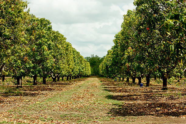 Fruit Orchard